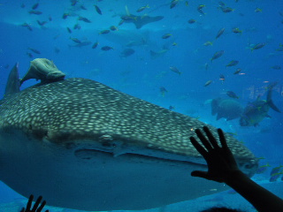 a0070552_15423453.jpg