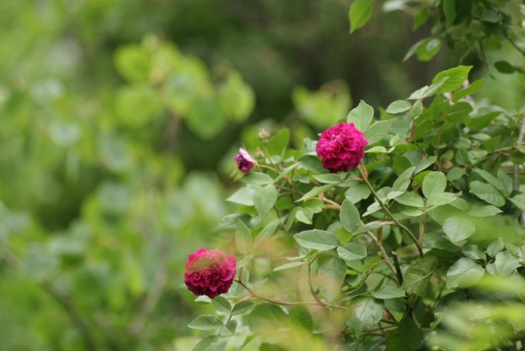 c0186463_046938.jpg