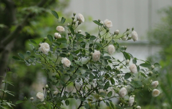c0186463_0502687.jpg