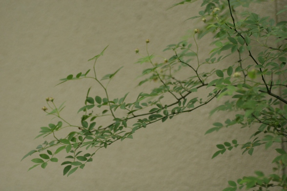 c0186463_0573290.jpg