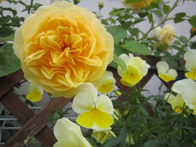 c0202870_810510.jpg