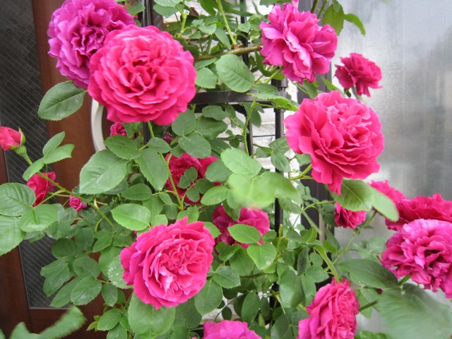c0202870_8105835.jpg