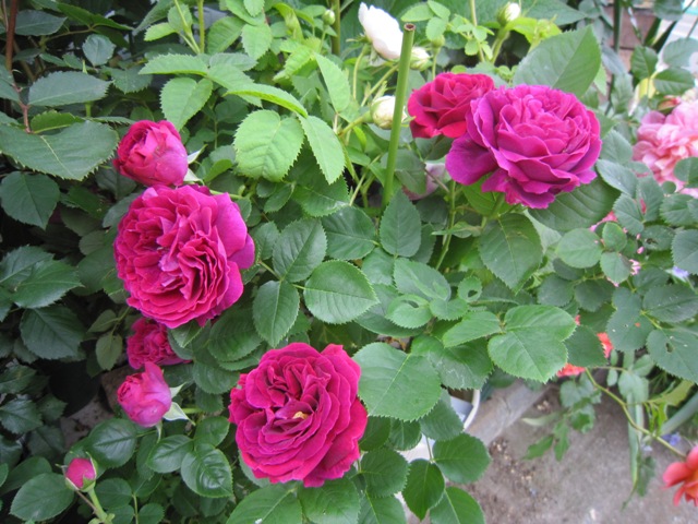 c0202870_8115339.jpg
