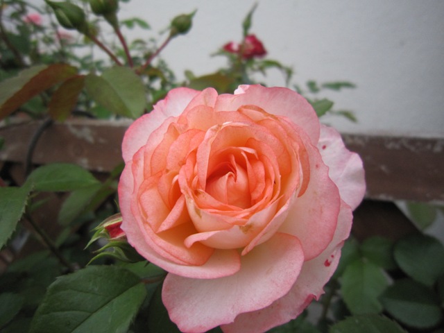 c0202870_8123852.jpg
