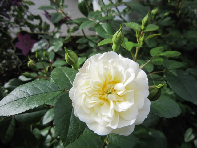 c0202870_8133231.jpg