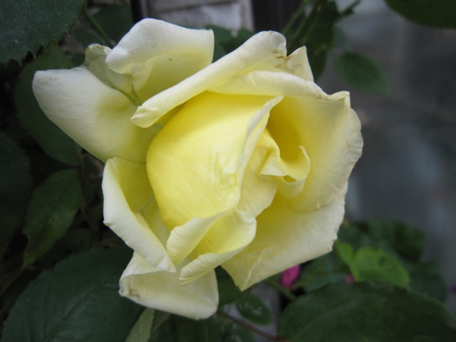 c0202870_844793.jpg