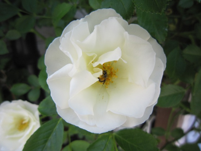 c0202870_874537.jpg