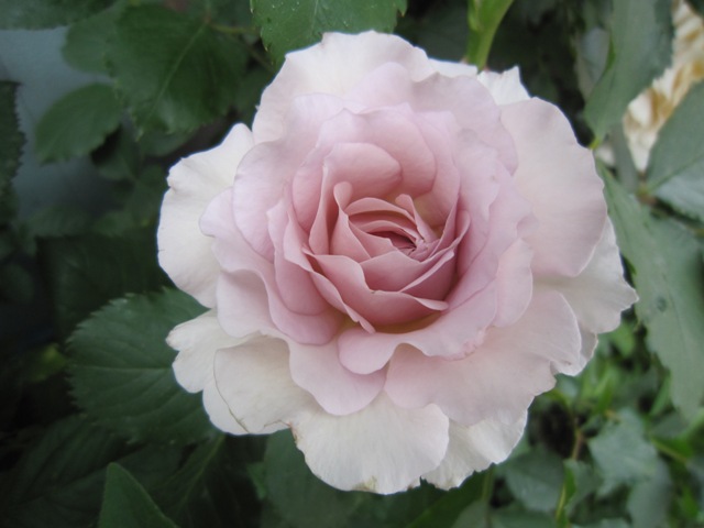 c0202870_89427.jpg