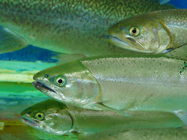 e0202393_2315084.jpg