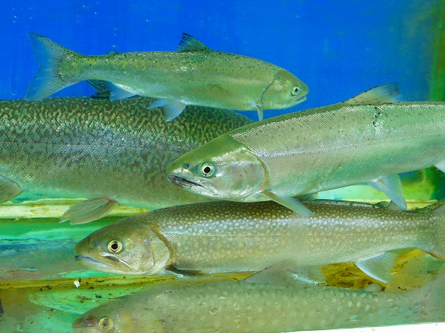 e0202393_2351687.jpg