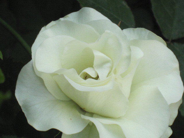 e0181901_10233243.jpg