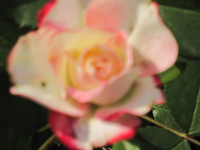 e0181901_103229100.jpg