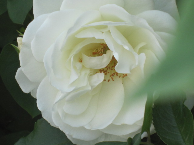 e0181901_10514115.jpg