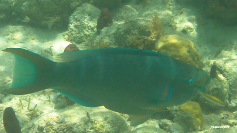 f0155318_9212238.jpg
