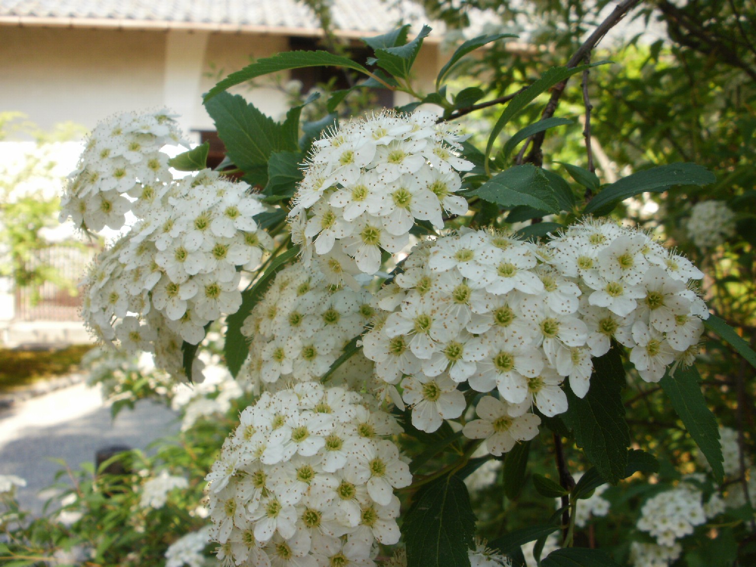 e0135219_1720751.jpg