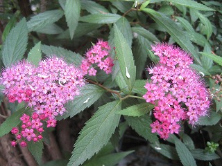 f0139520_2045080.jpg