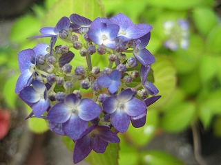 f0139520_2046569.jpg