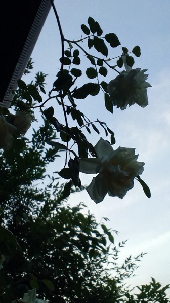 f0150620_17511443.jpg