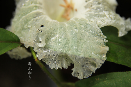 d0042827_19125511.jpg