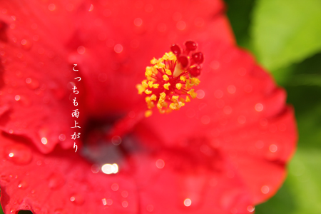 d0042827_19152128.jpg