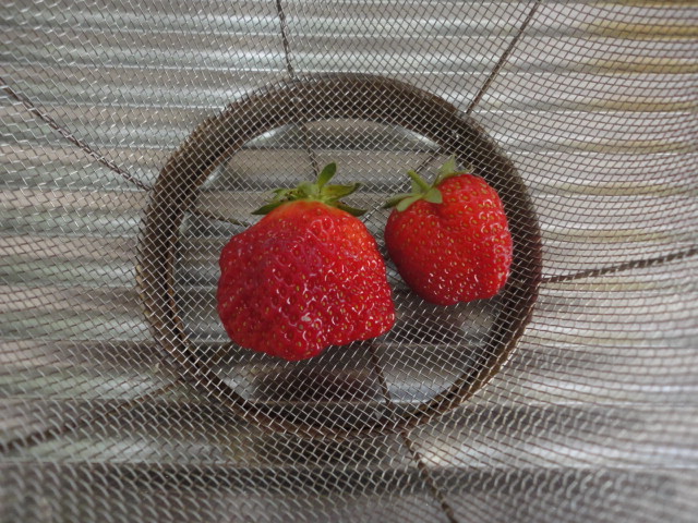a0048040_2165524.jpg