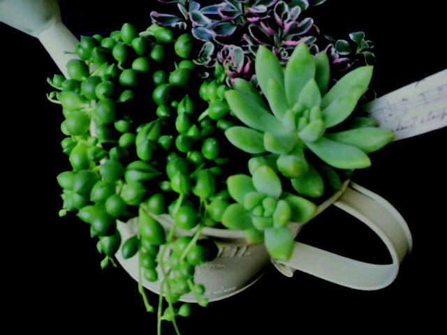 b0138748_10172776.jpg