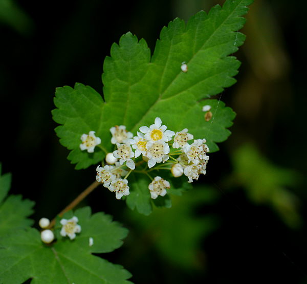 d0091754_0453414.jpg