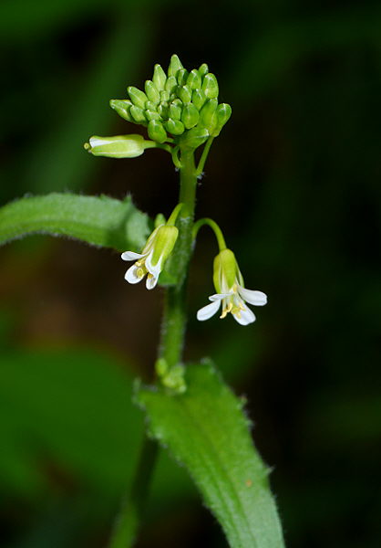 d0091754_1141161.jpg