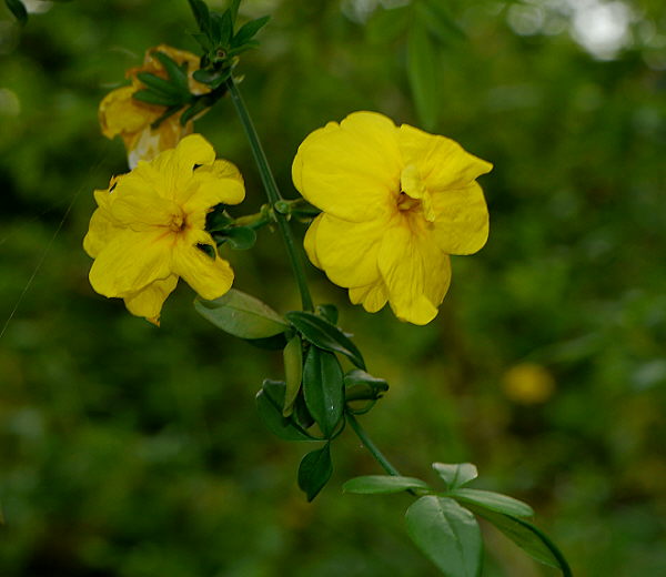 d0091754_122331.jpg