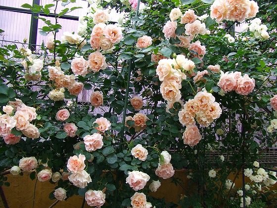 a0104162_22313129.jpg