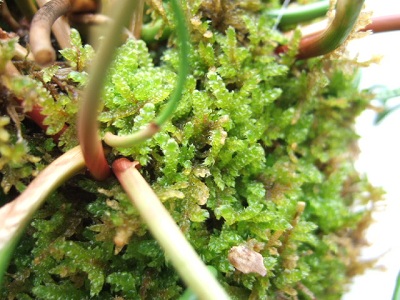 e0225164_56085.jpg