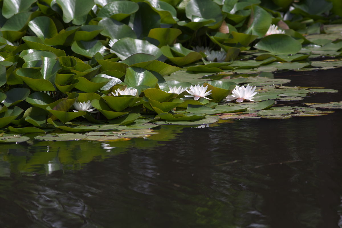 a0083081_16164730.jpg