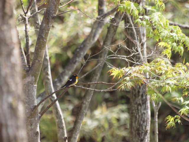 c0061282_16433378.jpg