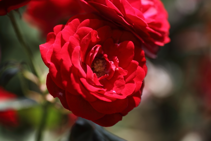 f0164989_5481063.jpg