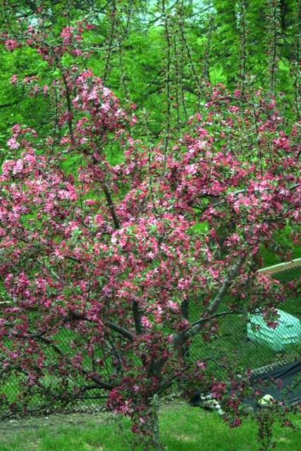 c0062603_13454050.jpg