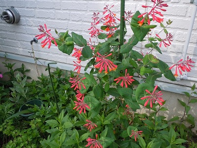 c0117007_21563419.jpg