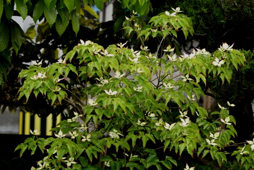 c0042418_183935.jpg