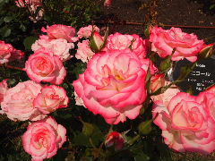 a0157619_23154247.jpg