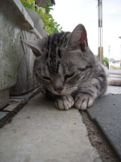 c0090220_1640779.jpg