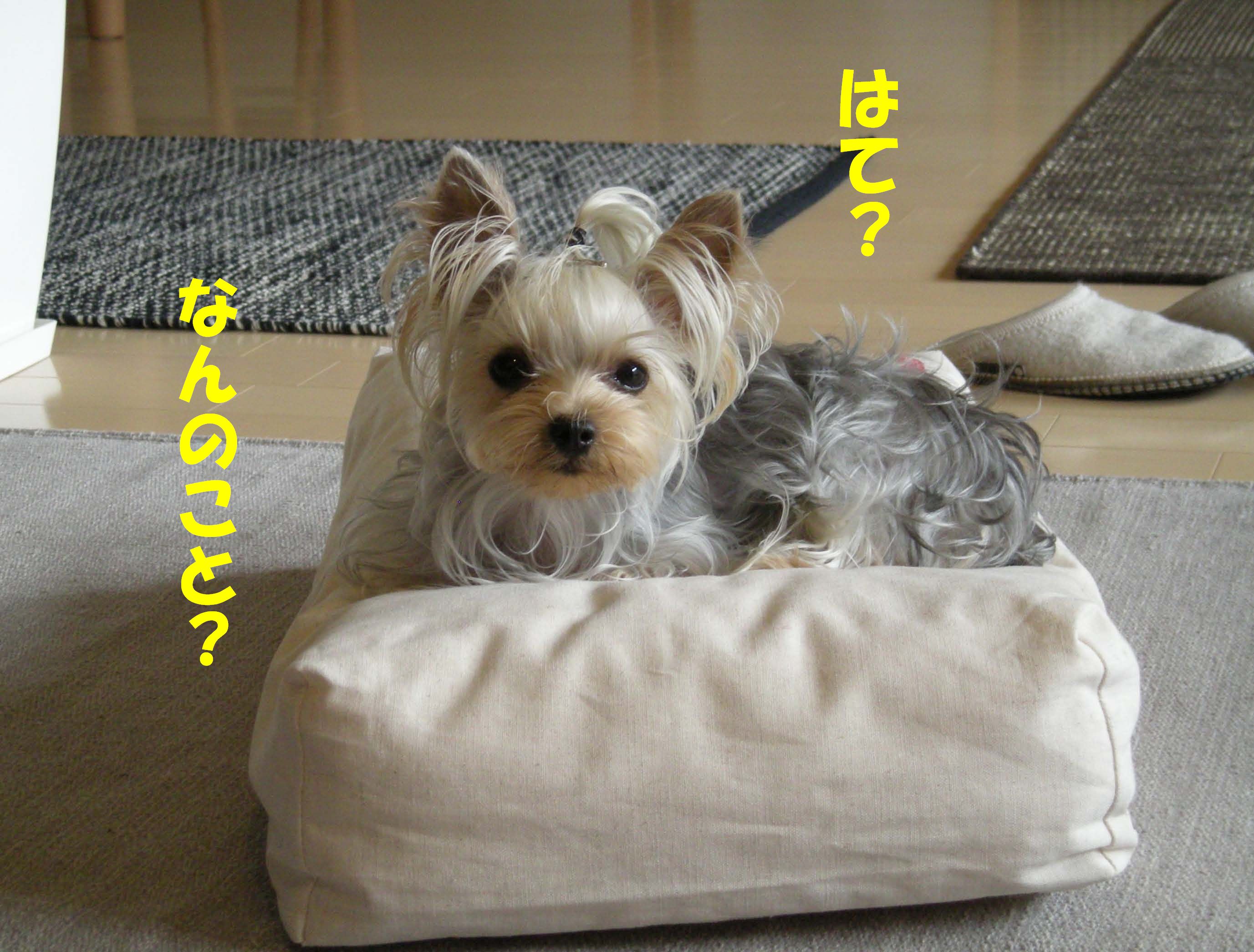 d0179828_14195133.jpg
