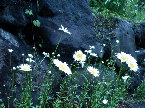 d0037233_14125789.jpg