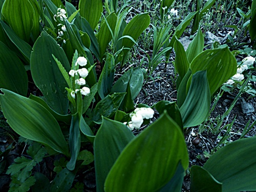 d0037233_1414944.jpg