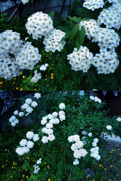 d0037233_1418358.jpg