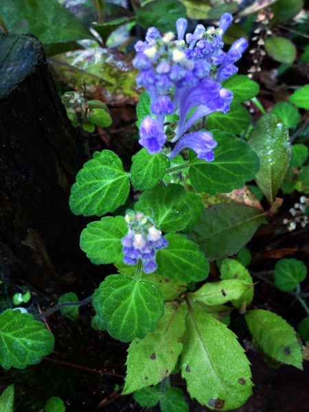 d0037233_142215.jpg