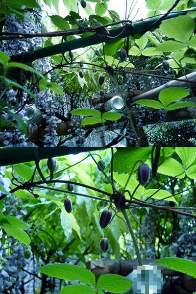 d0037233_14244752.jpg