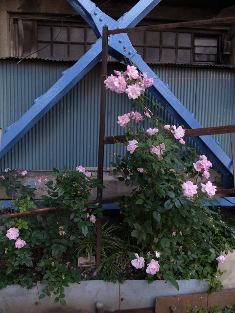a0087341_22431876.jpg