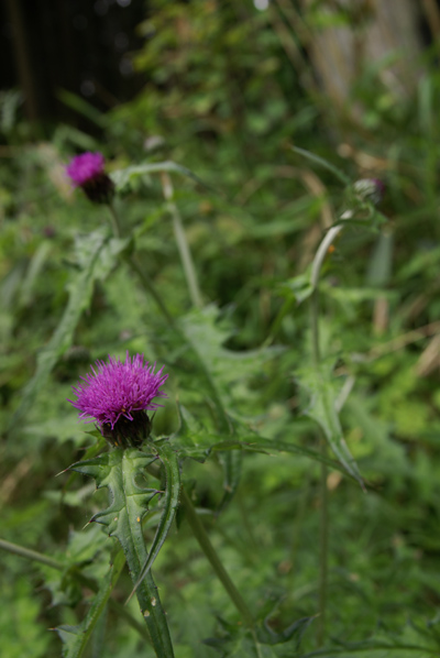 f0214649_513981.jpg