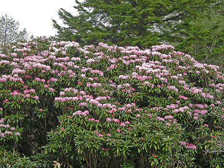 a0001354_19481298.jpg