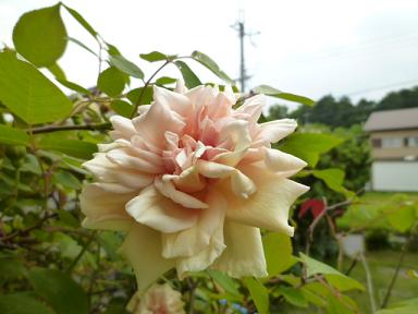 c0141555_23323675.jpg