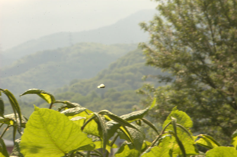 d0098057_3544292.jpg